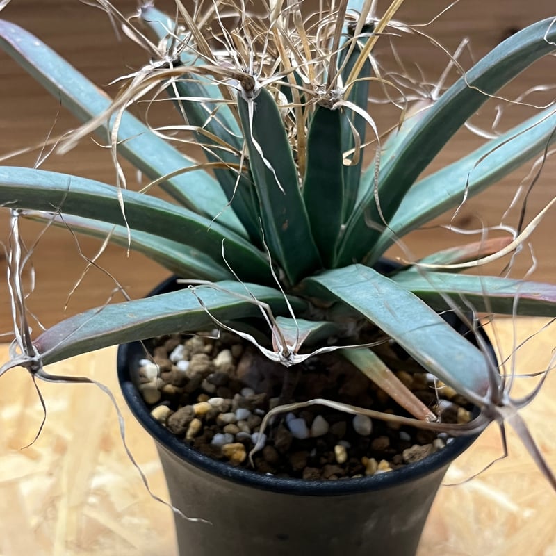 レウクテンベルギア プリンキピス 晃山 | GREEN LUCK