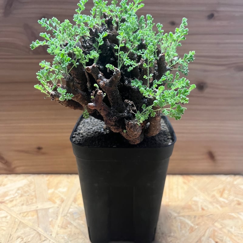 ペラルゴニウム　アルテルナンス ペラルゴニウム アルテルナンス | GREEN LUCK