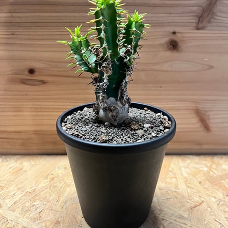 ユーフォルビアムランジーナ | STORES