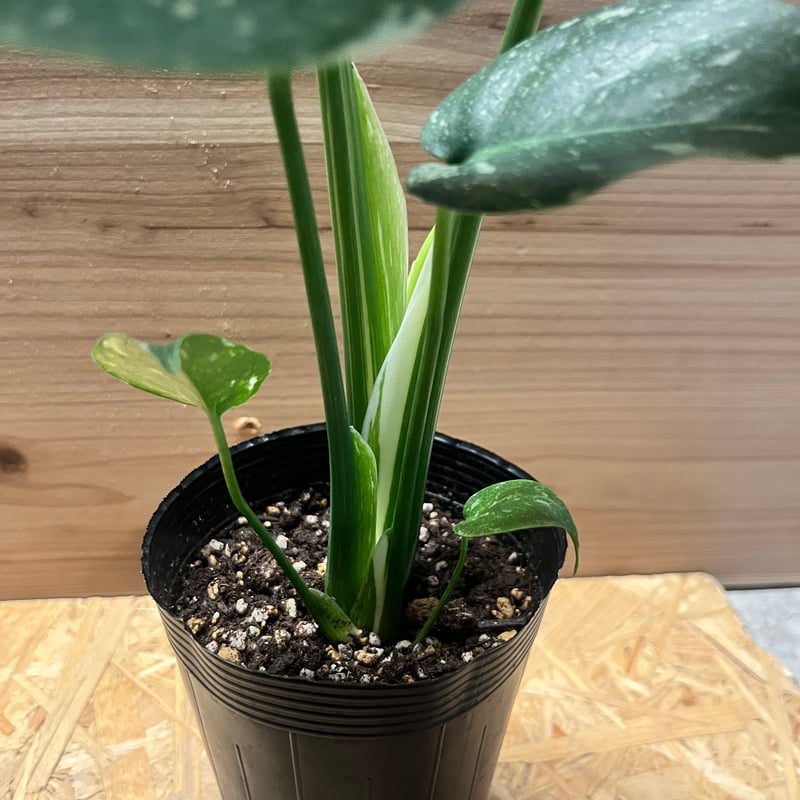 モンステラ デリシオーサ タイコンステレーション | GREEN LUCK