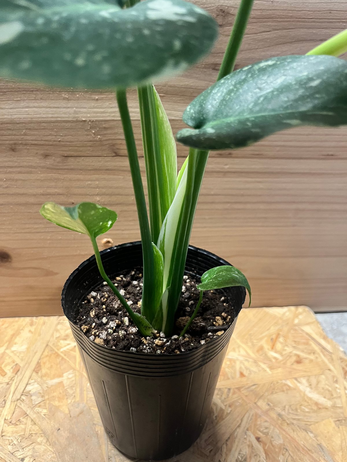 モンステラ デリシオーサ タイコンステレーション | GREEN LUCK