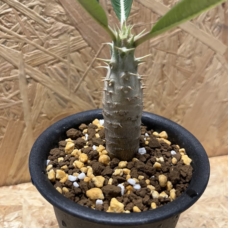 パキポディウム カクチペス | GREEN LUCK