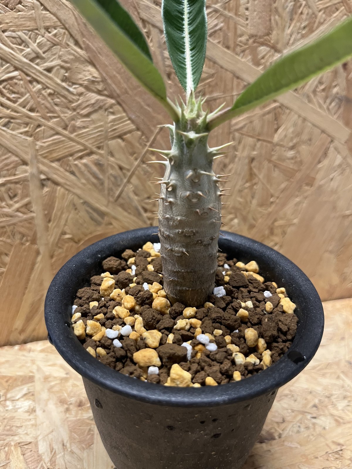 パキポディウム カクチペス | GREEN LUCK