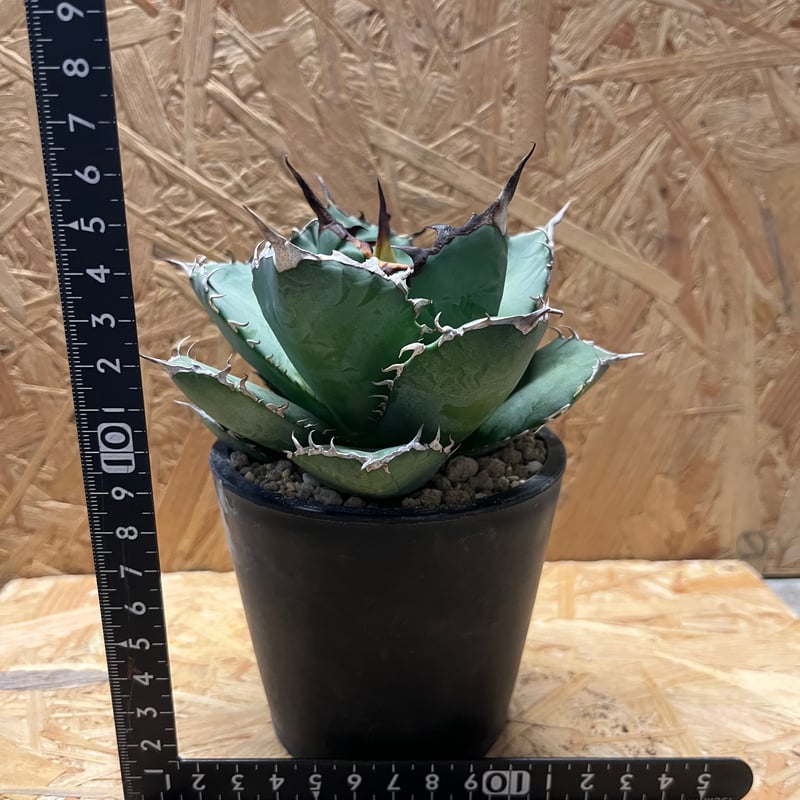 アガベ チタノタ 覇王竜 | GREEN LUCK