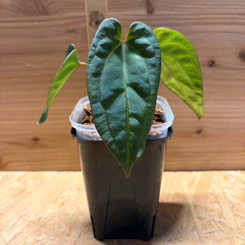 アンスリウム 斑入り レッドベインダークフェニックス アンスリウム