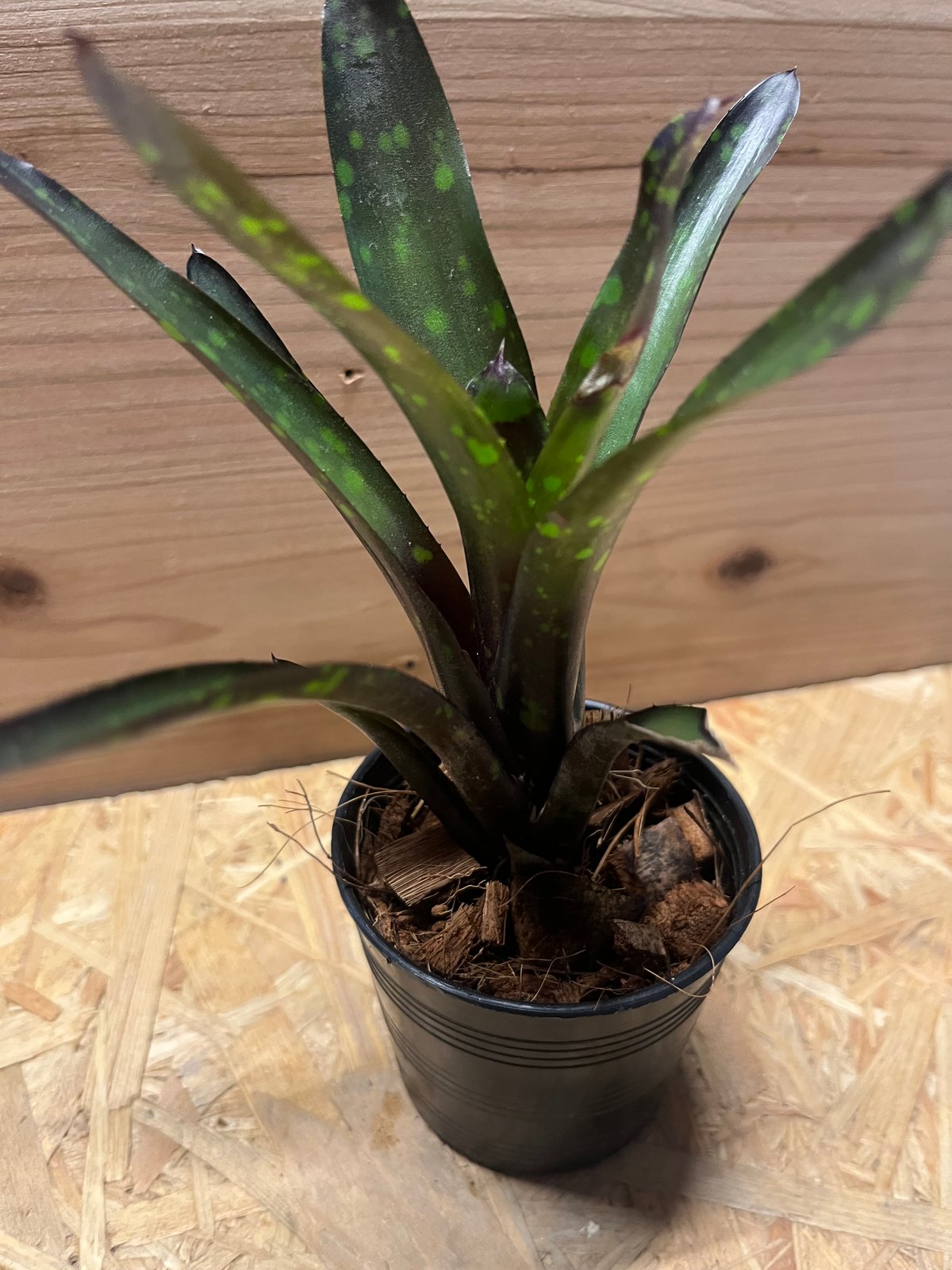 ネオレゲリア ノスフェラトゥ | GREEN LUCK