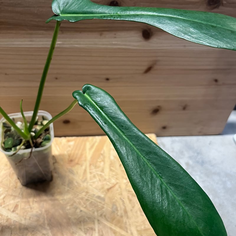 観葉植物【フィロデンドロン  ジョーピー バリエガタ】 モンステラ 斑入り植物 観葉植物【フィロデンドロン ジョーピー バリエガタ】 モンステラ