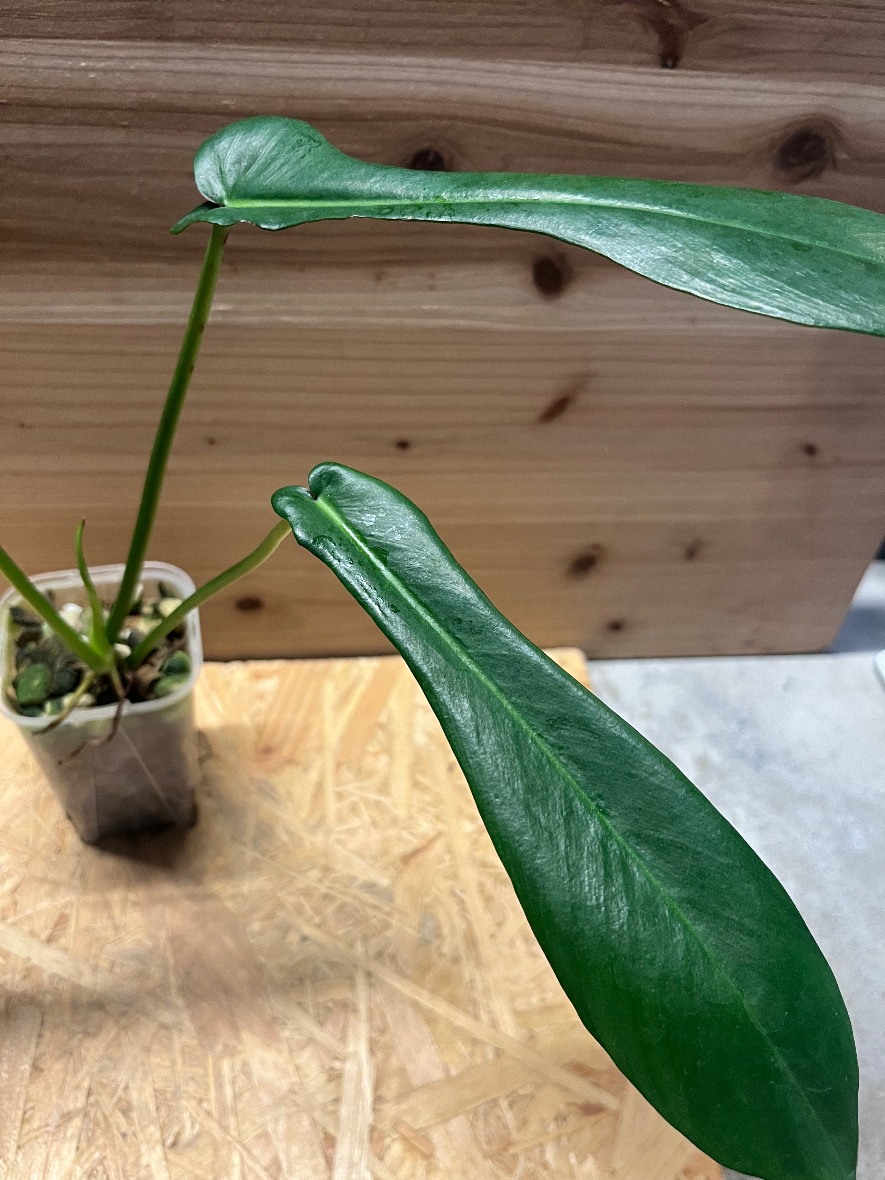 Philodendron joepii フィロデンドロンジョーピーカット苗11本 Philodendron joepii フィロデンドロンジョーピーカット苗11本