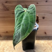 アンスリウム ポーティラエ NSE | GREEN LUCK