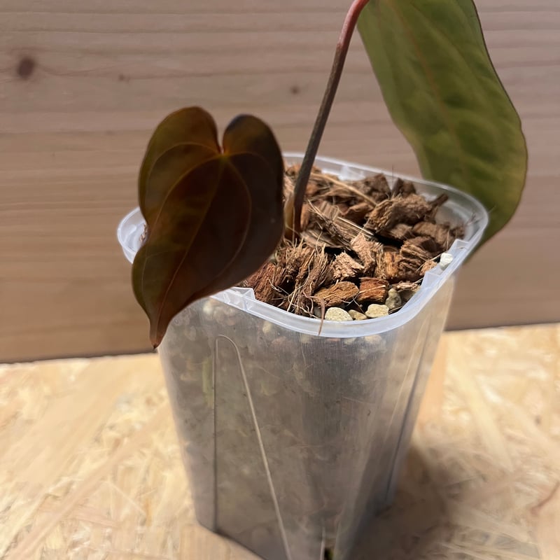 アンスリウム カーラブラッキー×パピリラミナム | GREEN LUCK