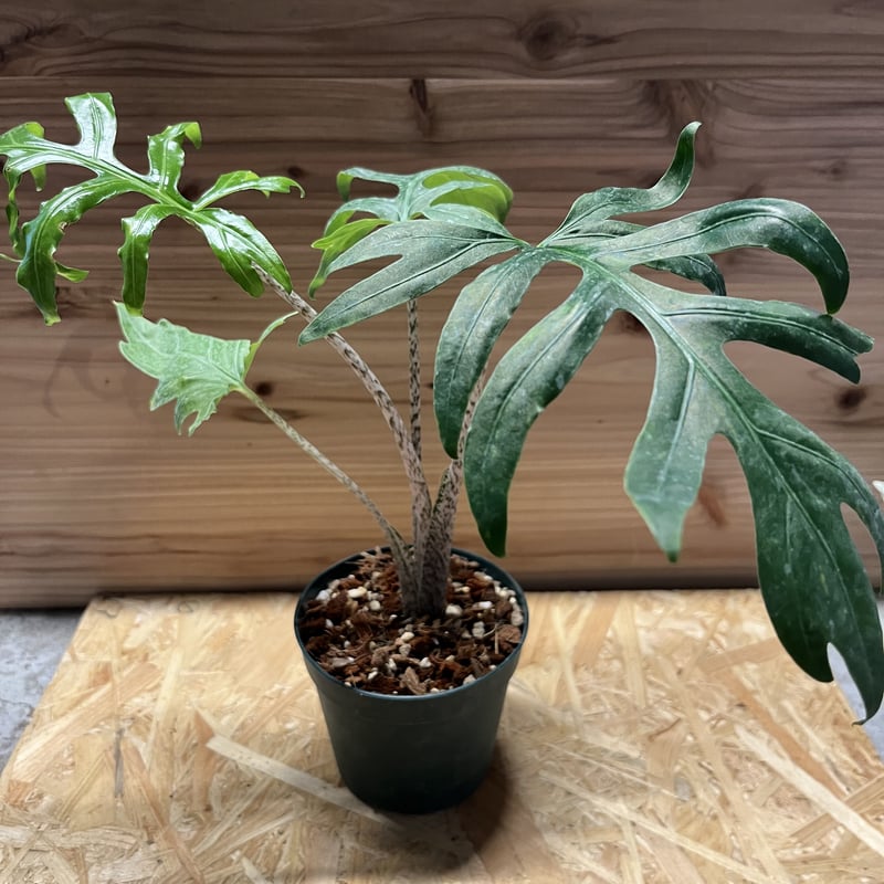 アロカシア ブランキフォリア | GREEN LUCK