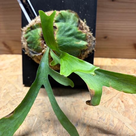 ビカクシダ　コロナリウム　'ワイワイ'