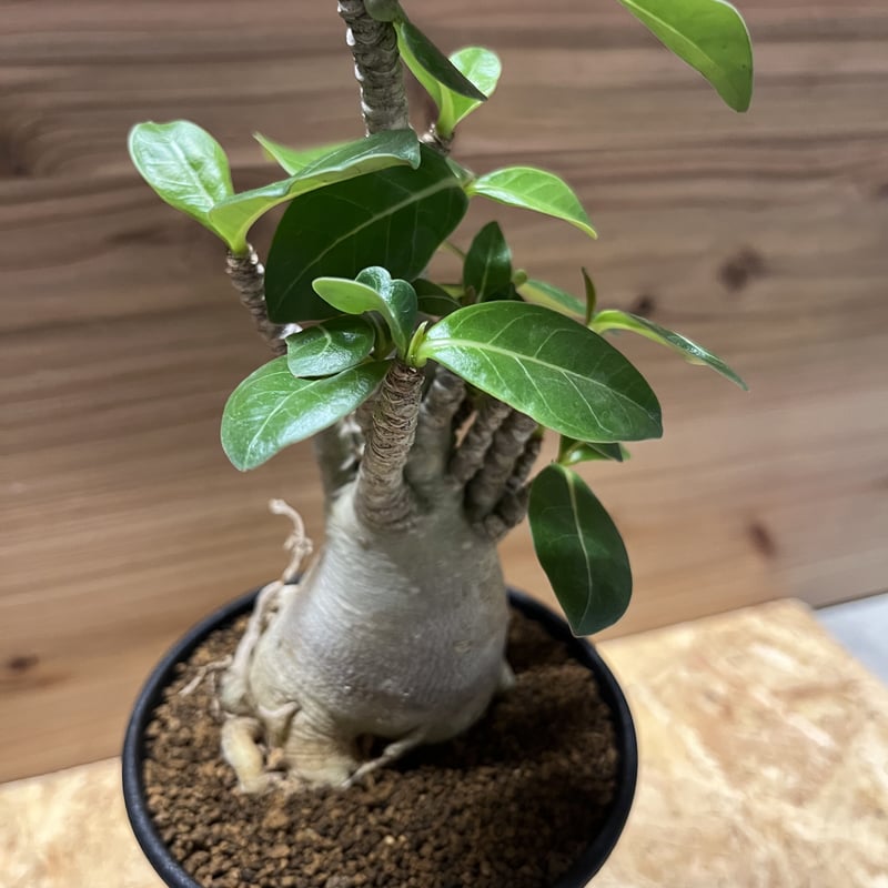 アデニウム アラビカム | GREEN LUCK