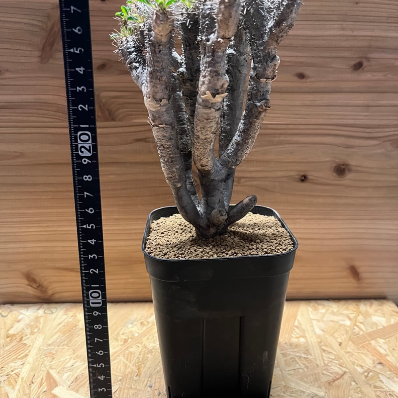 ユーフォルビア ギラウミニアナ 現地株 発根済み | GREEN LUCK ユーフォルビア ギラウミニアナ 現地株 発根済み | GREEN LUCK