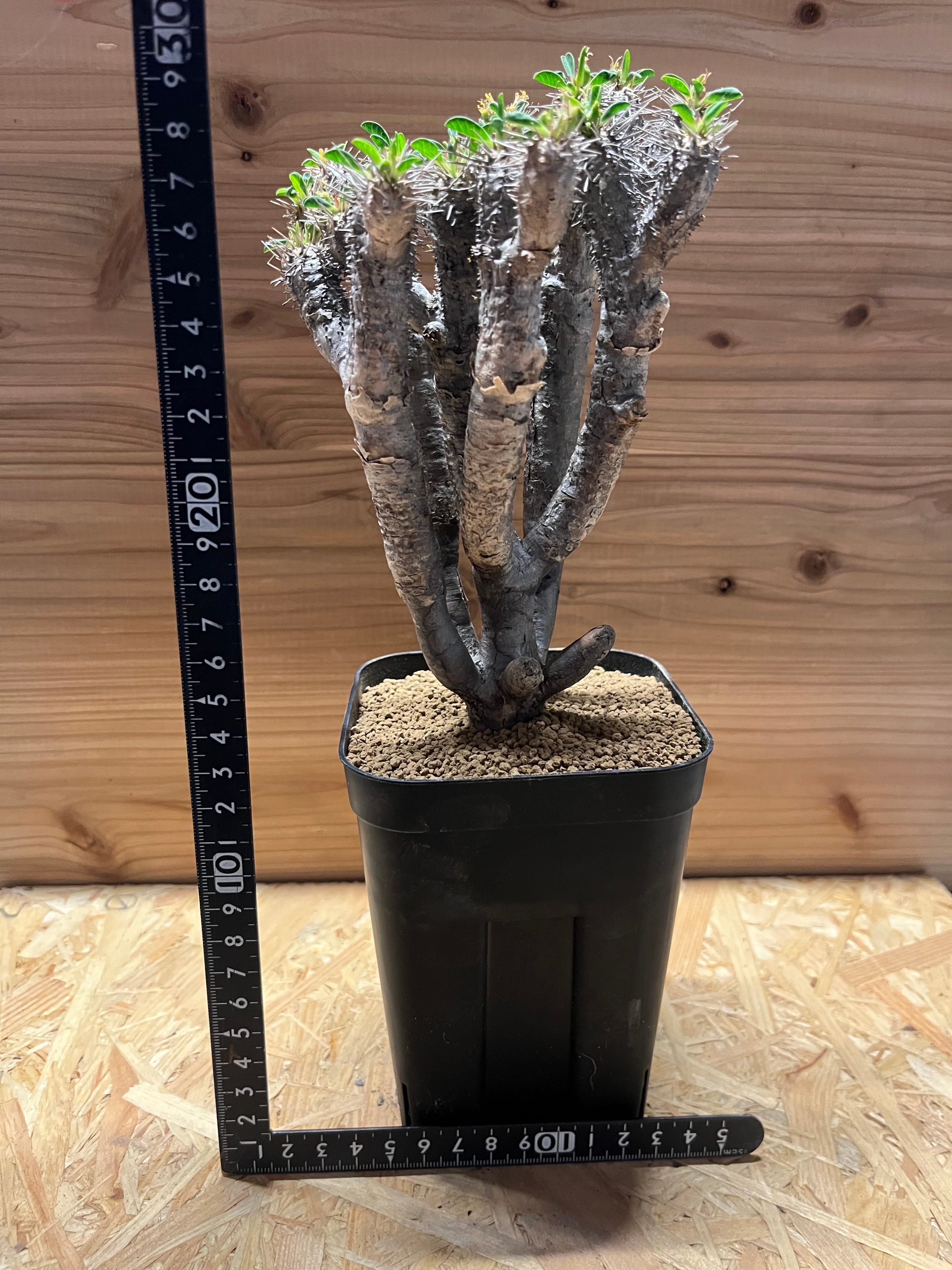 ｟発根済｠ユーフォルビア ギラウミニアナ L 塊根植物 塊茎植物　現地株 ユーフォルビア ギラウミニアナ 現地株 発根済み | GREEN LUCK