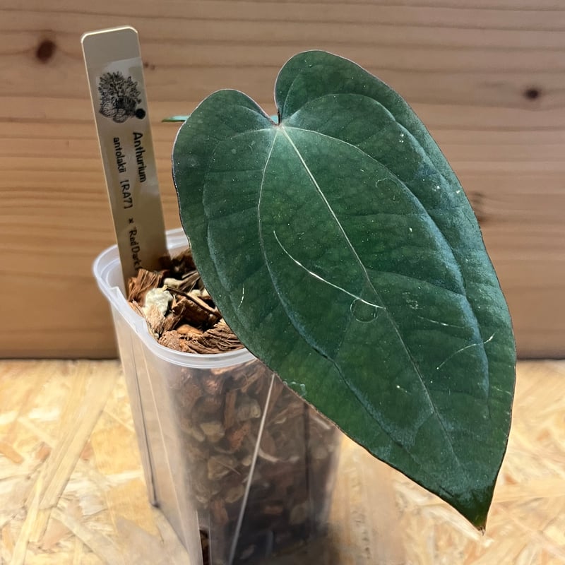 アンスリウム アントラキー×レッドダークフェニックス | GREEN LUCK