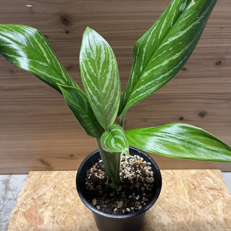 【親株販売　鉢ごと週末土曜日曜発送のみ】アグラオネマ　カーティシーA株（管理番号 親株販売 鉢ごと週末土曜日曜発送のみ】アグラオネマ