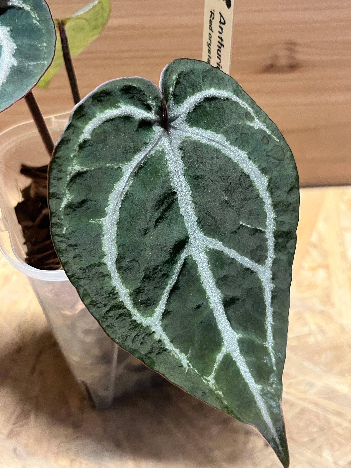 アンスリウム レッドクリスタル セルフ | GREEN LUCK