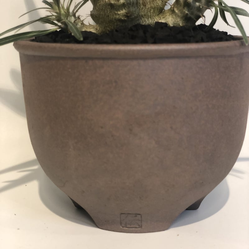 パキポディウム グラキリス 実生 | GREEN LUCK