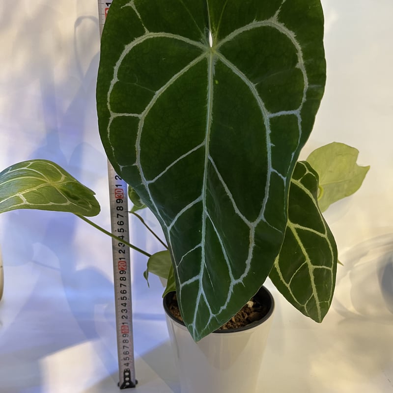 アンスリウム クリスタリナム | GREEN LUCK