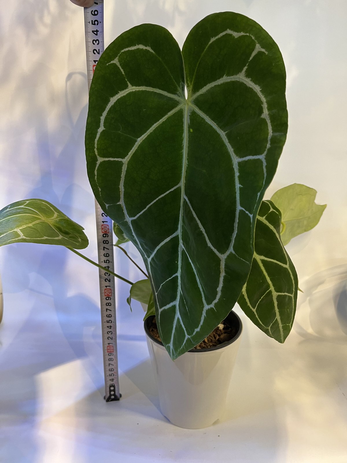 アンスリウム クリスタリナム | GREEN LUCK