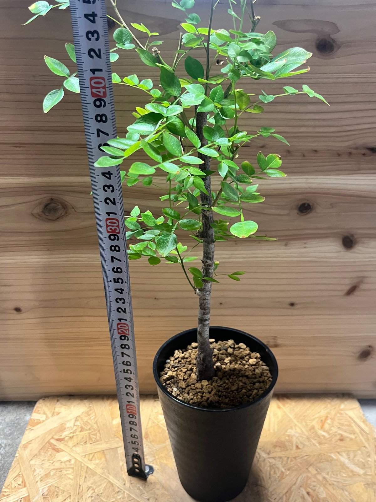 サマーセール！希少 hyb オペルクリカリア デカリー × ボレアリス 銅葉 3 fit=scale-down,w=1200