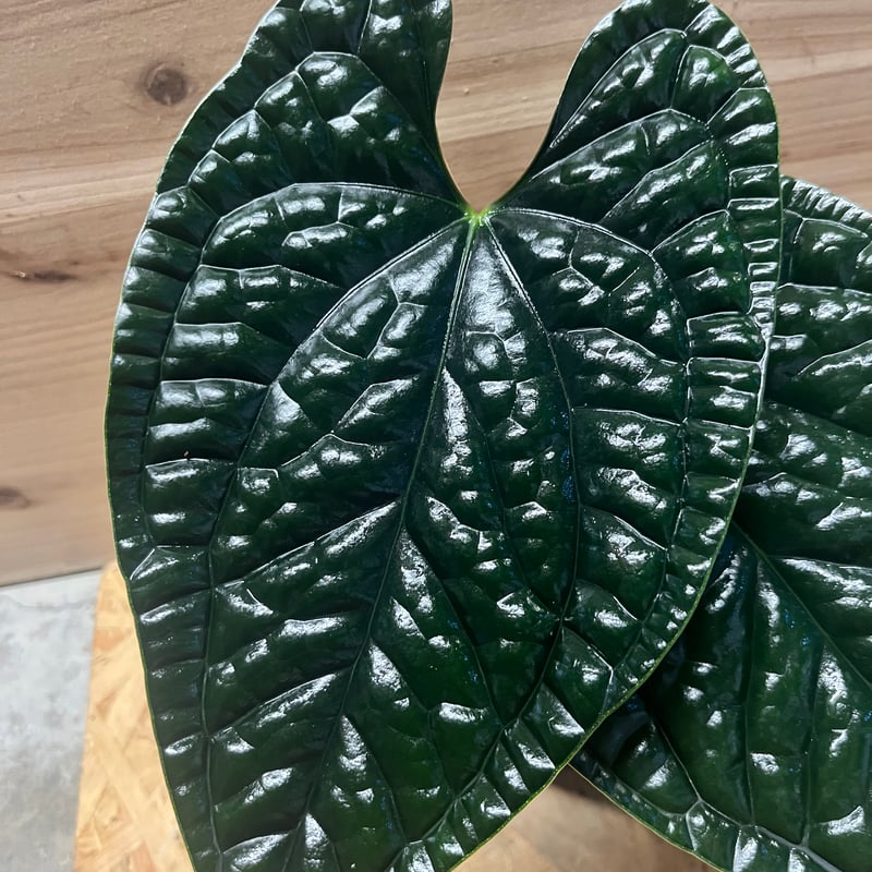 アンスリウム ルクスリアンス 'ブラック' | GREEN LUCK