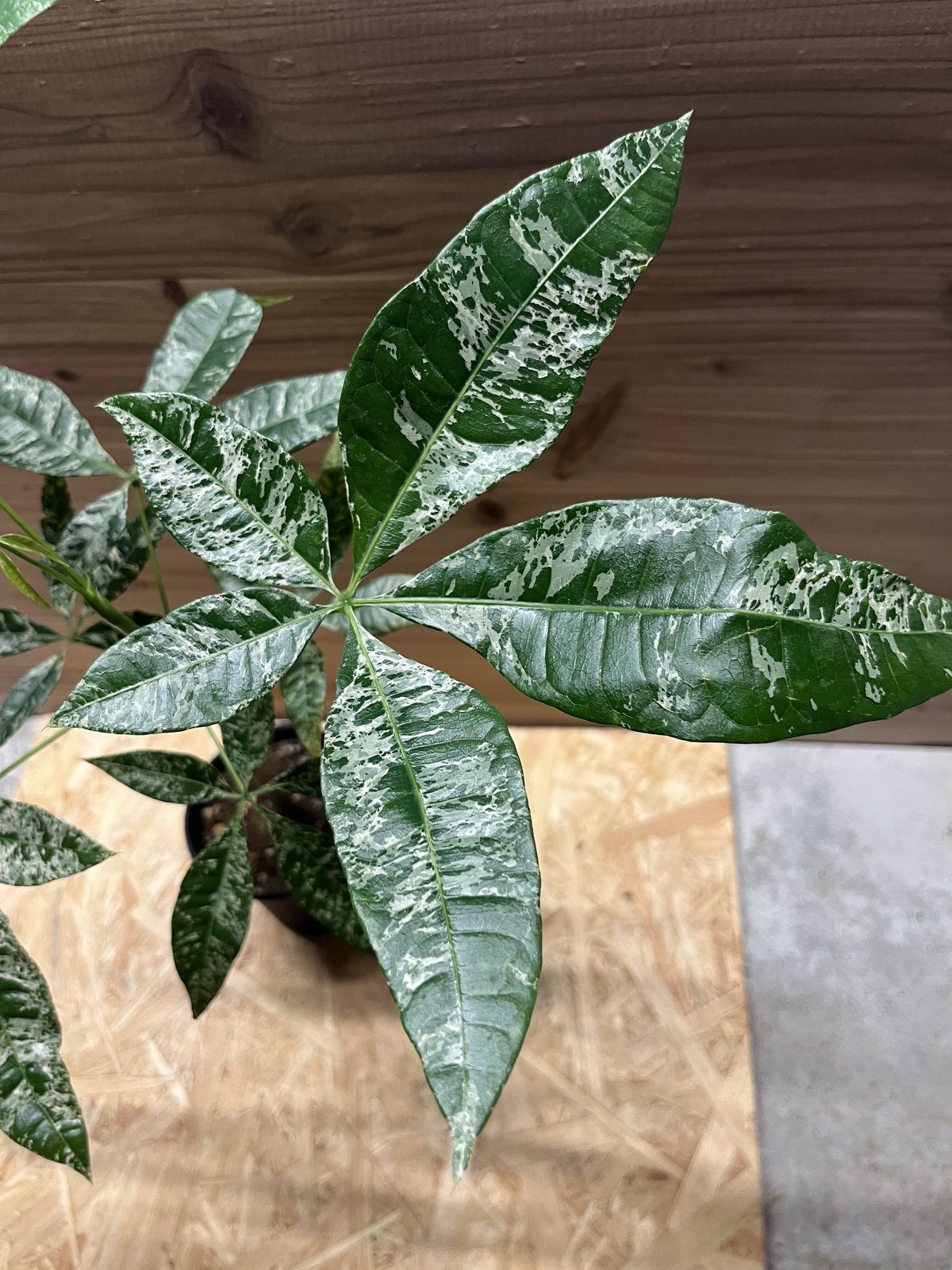 パキラ ミルキーウェイ 実生 | GREEN LUCK