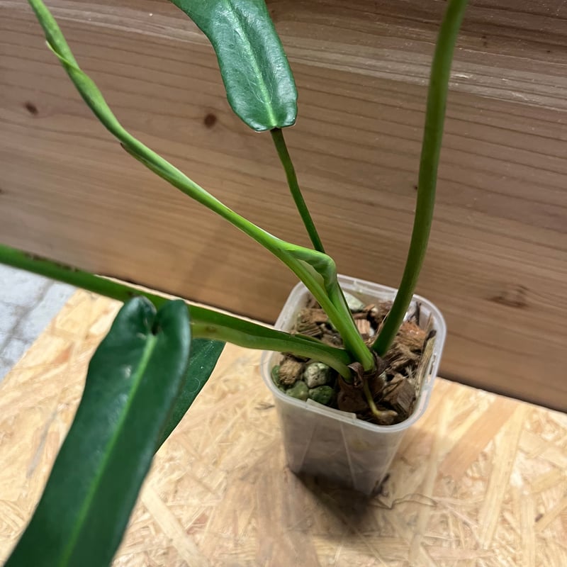 フィロデンドロン ジョーピー | GREEN LUCK