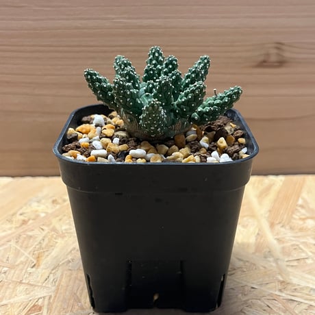 ガムケンシス | STORES