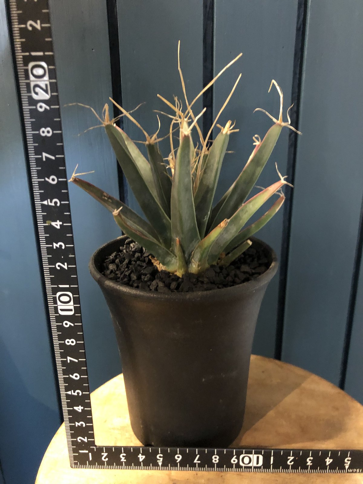 レウクテンベルギア 晃山 | GREEN LUCK