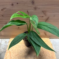 超絶希少 モンステラ オブリクア ヤスニ 超希少❗️モンステラ オブリクア ヤスニ✨ - メルカリ