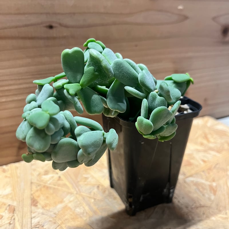 ケラリア ピグマエア 実生 雌株 | GREEN LUCK