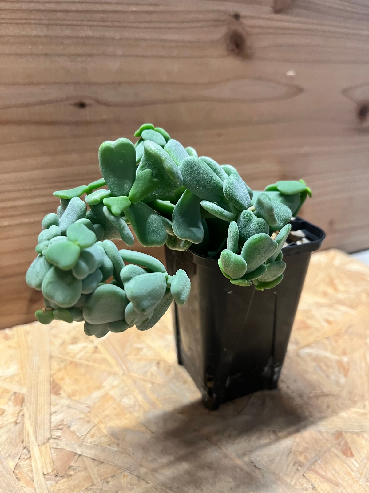 ケラリア ピグマエア 実生 雌株 | GREEN LUCK