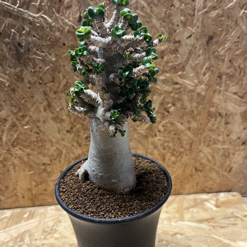 アデニウム アラビカム 獅子葉 D.H.A | GREEN LUCK