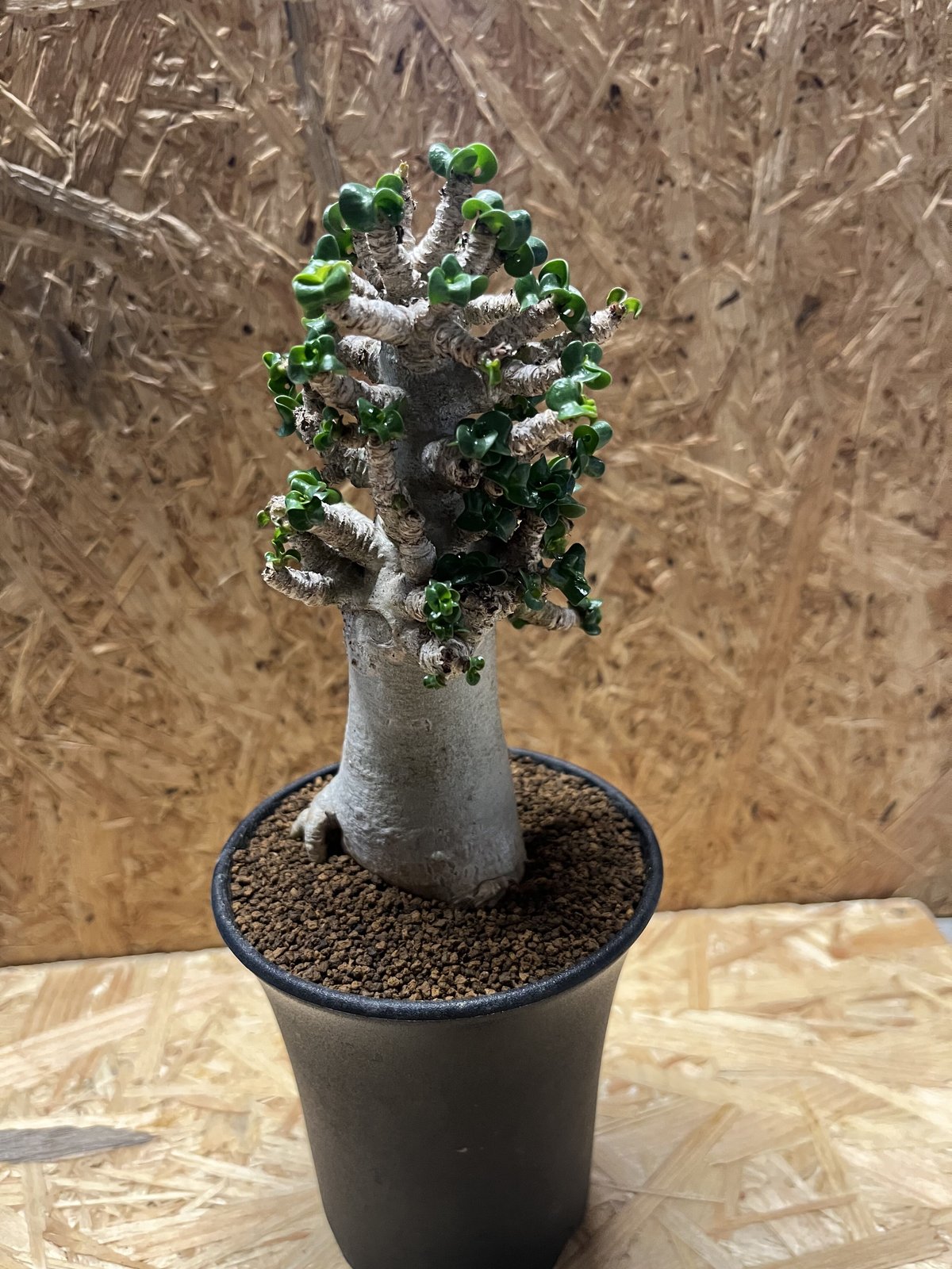 極美/獅子葉/アデニウム】Dorset Horn Adenium 鉢植え -E 【公式通販】