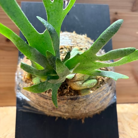ビカクシダ　バクテリア　スポア