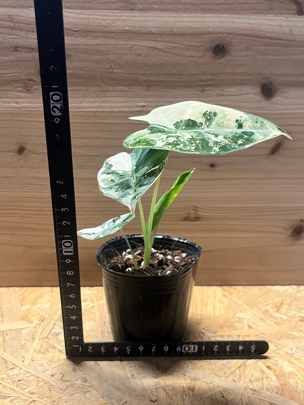 アロカシア グリーンベルット 斑入り | GREEN LUCK