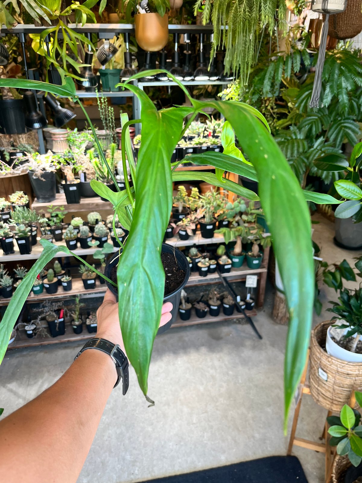 fit=scale-down,w=1200