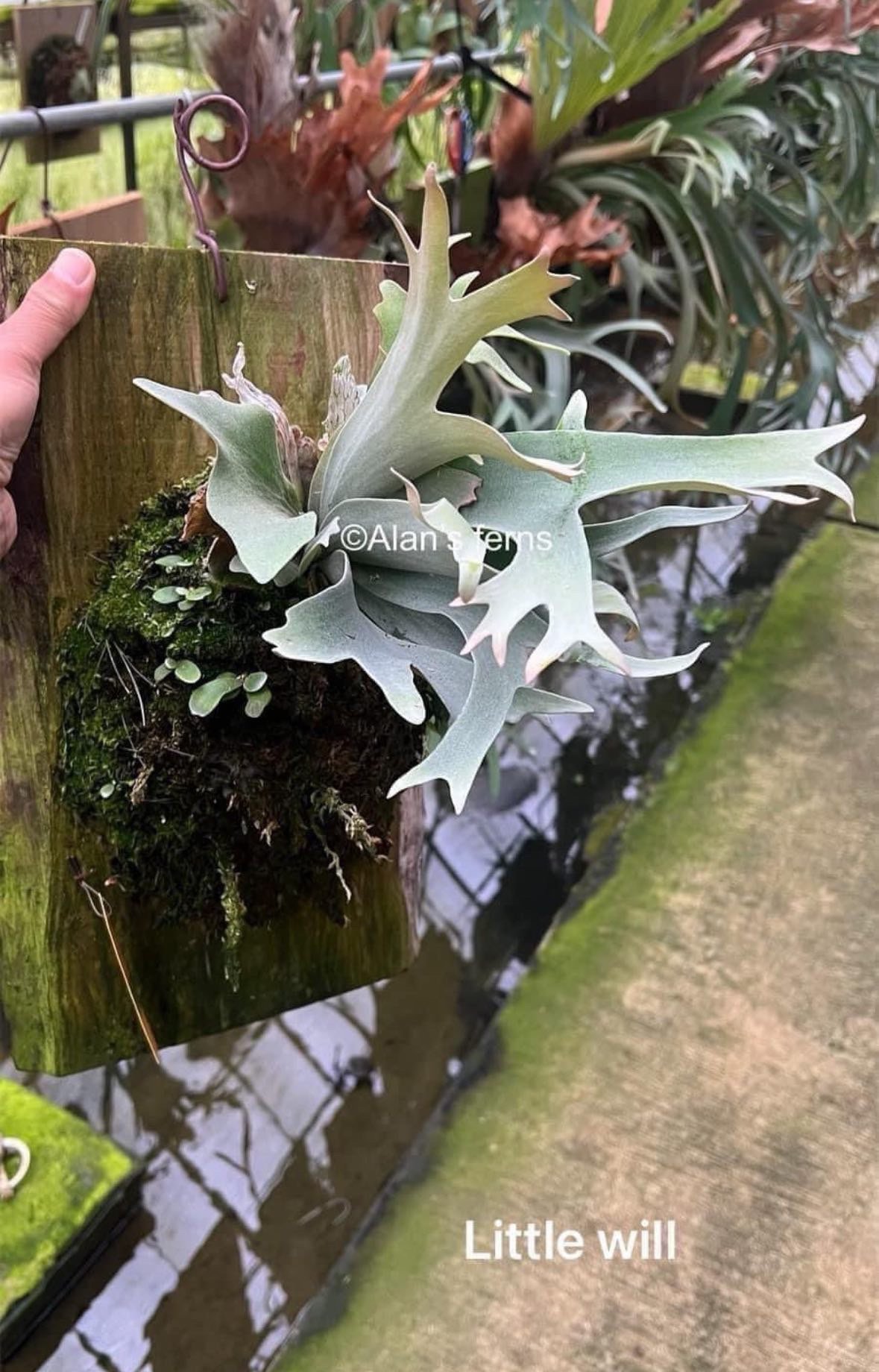 ビカクシダ Sval 子株 17 ビカクシダ Sval 子株 17