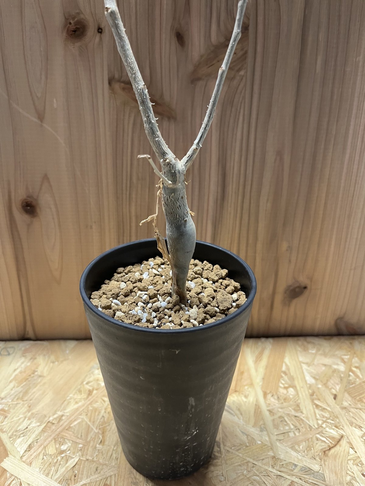 ブルセラ ファガロイデス | GREEN LUCK