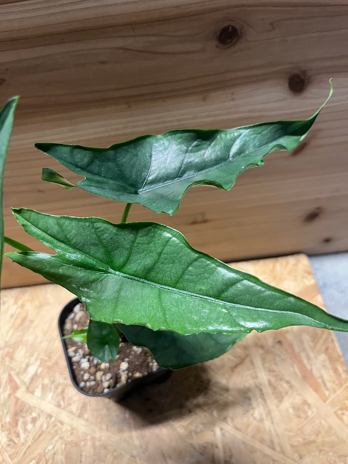 fit=scale-down,w=1200