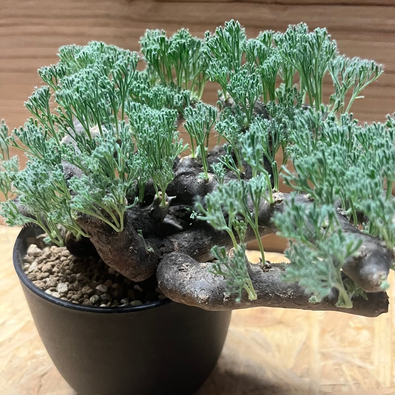 モンソニア ムルチフィダ （サルコカウロン） | GREEN LUCK