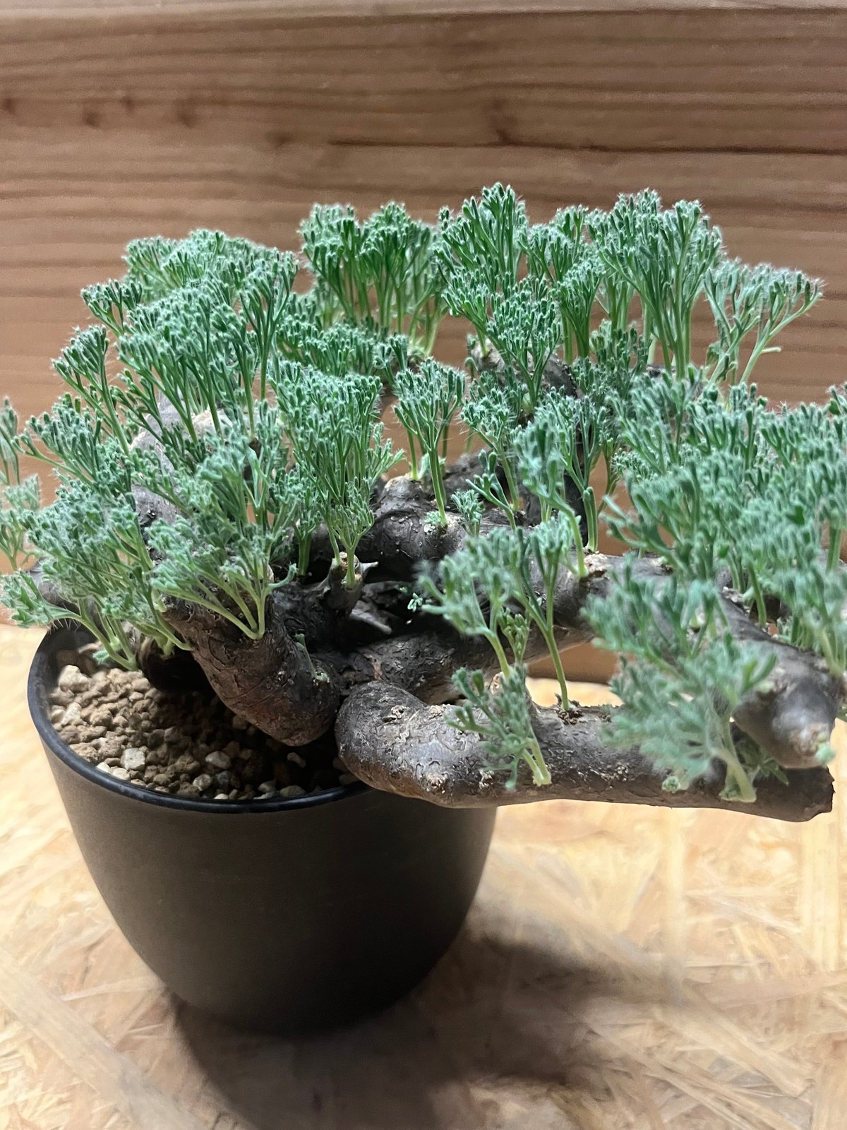 モンソニア ムルチフィダ （サルコカウロン） | GREEN LUCK