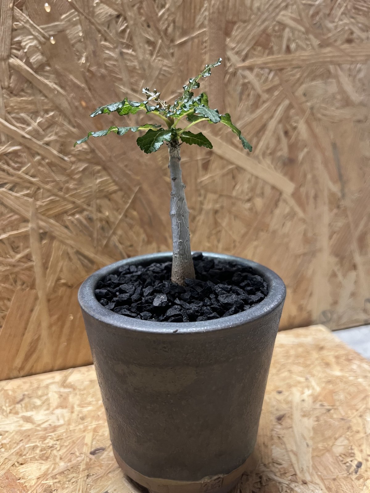 ボスウェリア ナナ×伝市鉢 | GREEN LUCK