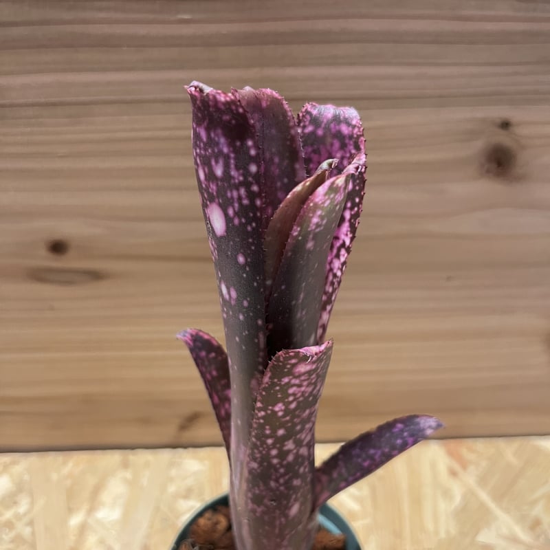 ビルベルギア スモークスタック 鉢ごと ビルベルギア スモークスタック | GREEN LUCK