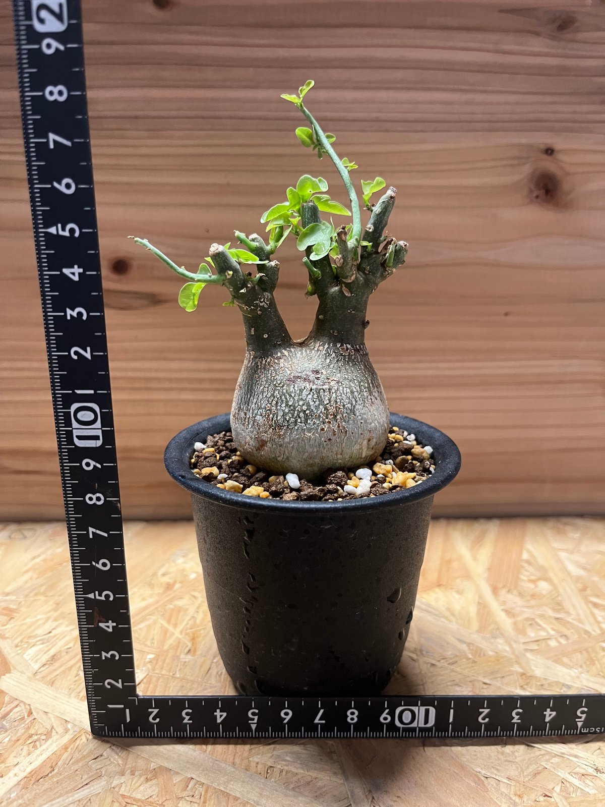 アデニア スピノーサ 現地球 adenia spinosa《大きめM size》球体wild株※現地球発根後店主