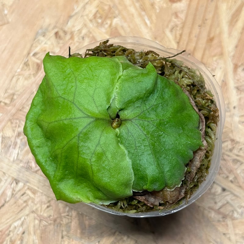 ビカクシダ リドレイ | GREEN LUCK