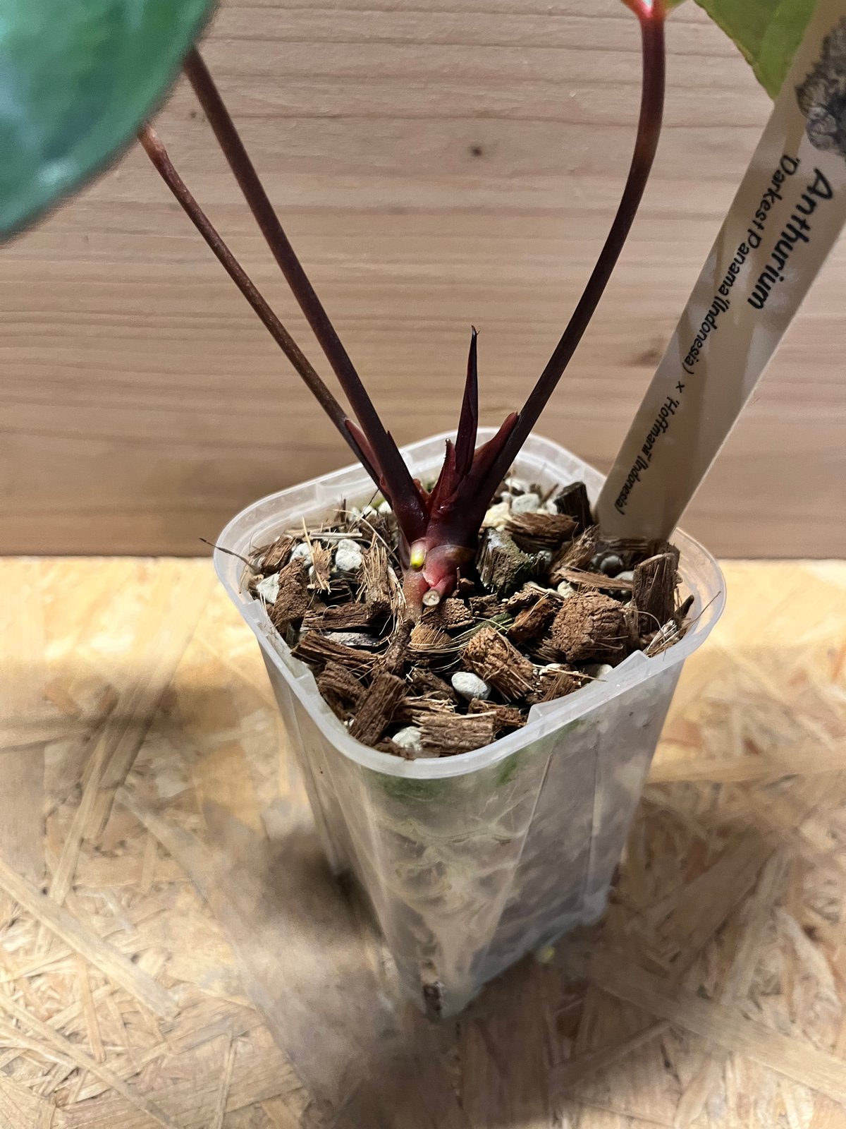 アンスリウム ダーケストパナマ×ホフマニー | GREEN LUCK