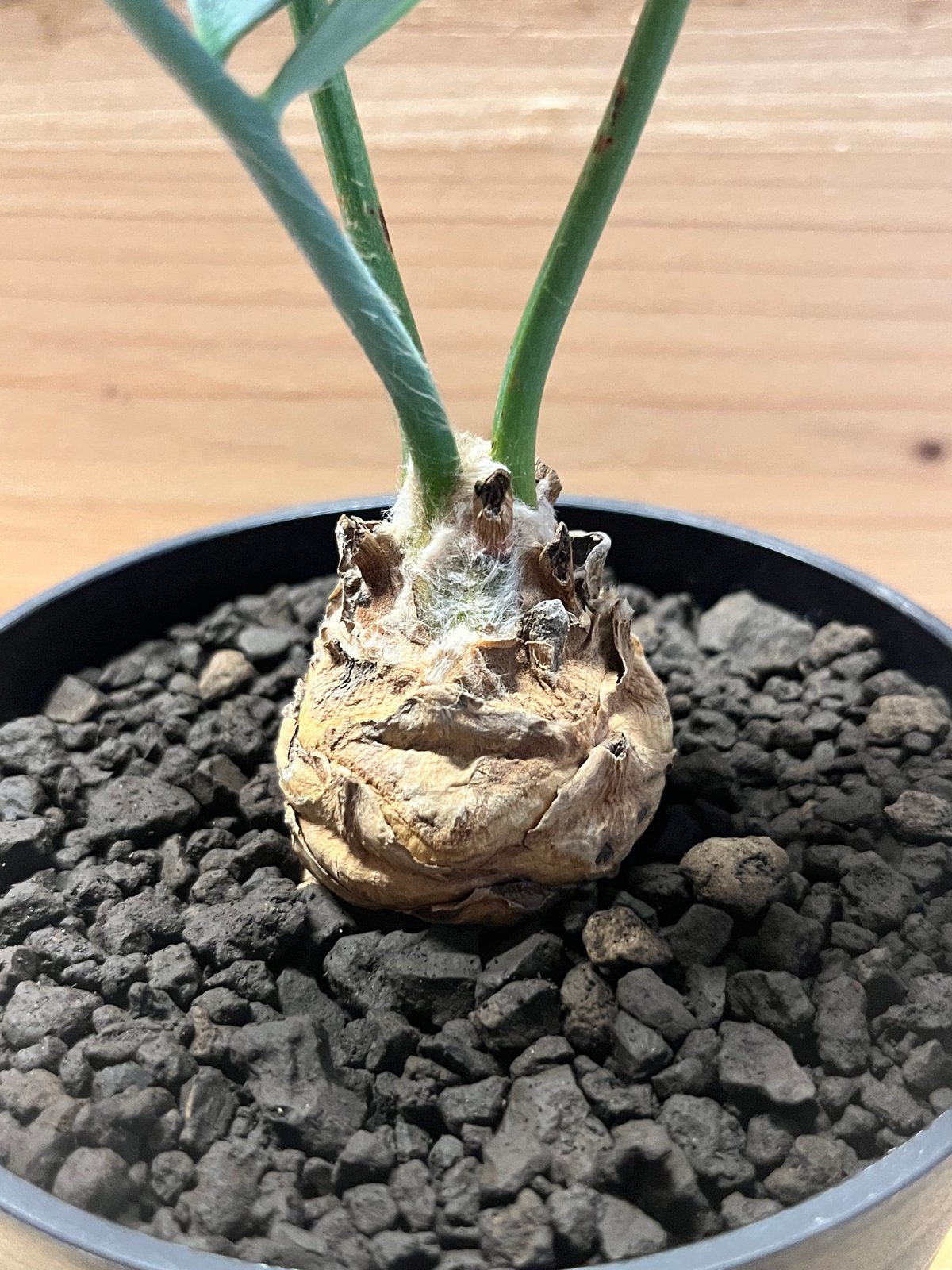 エンセファラルトス　ホリダス　南アフリカ産　フラッシュ中 南アフリカ産】エンセファラルトス ホリダス 国内フラッシュ済み 全葉